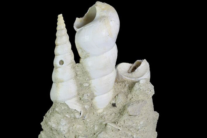 Fossil Gastropod (Haustator) Cluster - Damery, France #86576